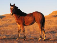 Whiskey Up Mesa JW<br>AQHA 5674980